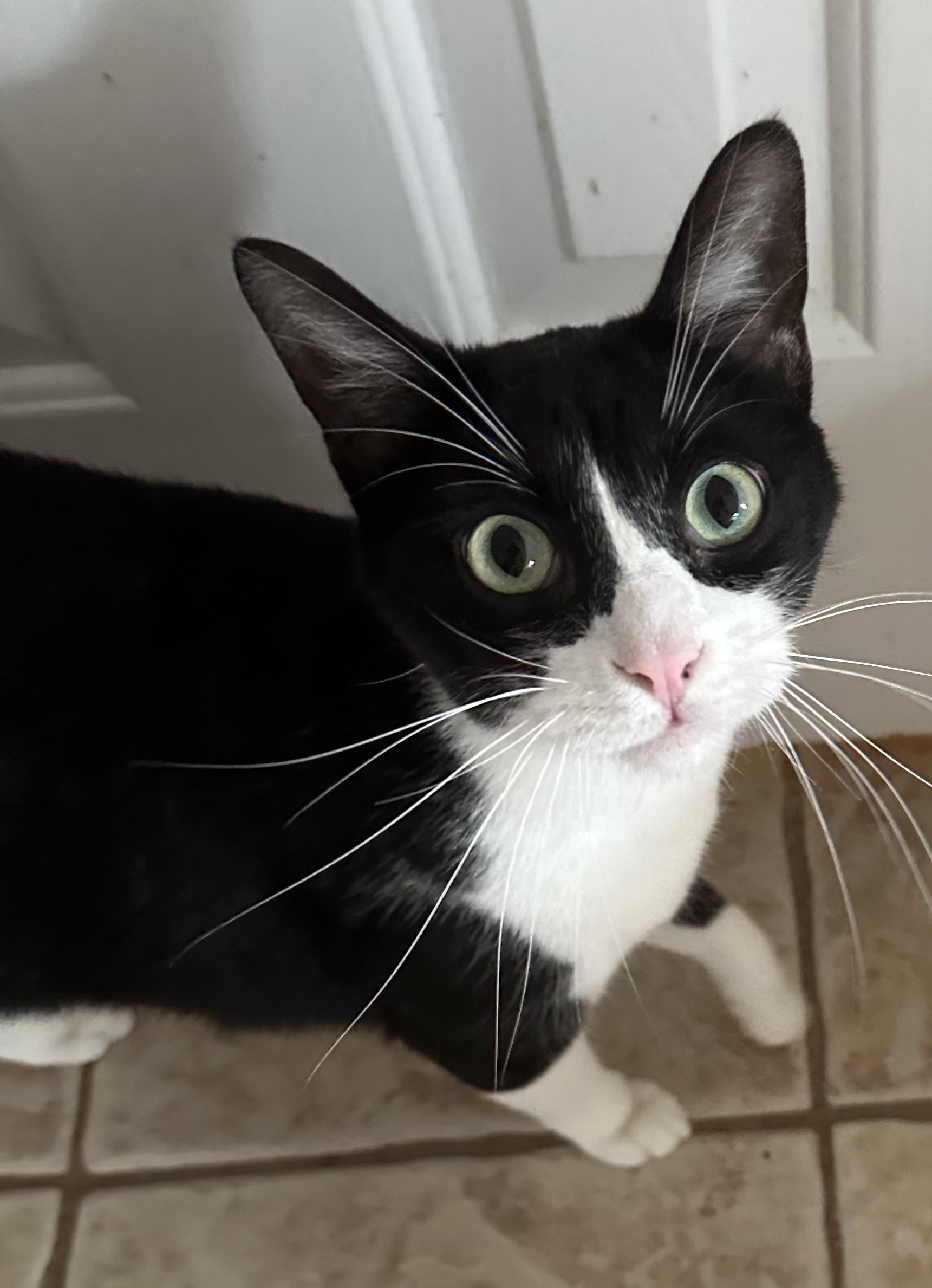 Tux