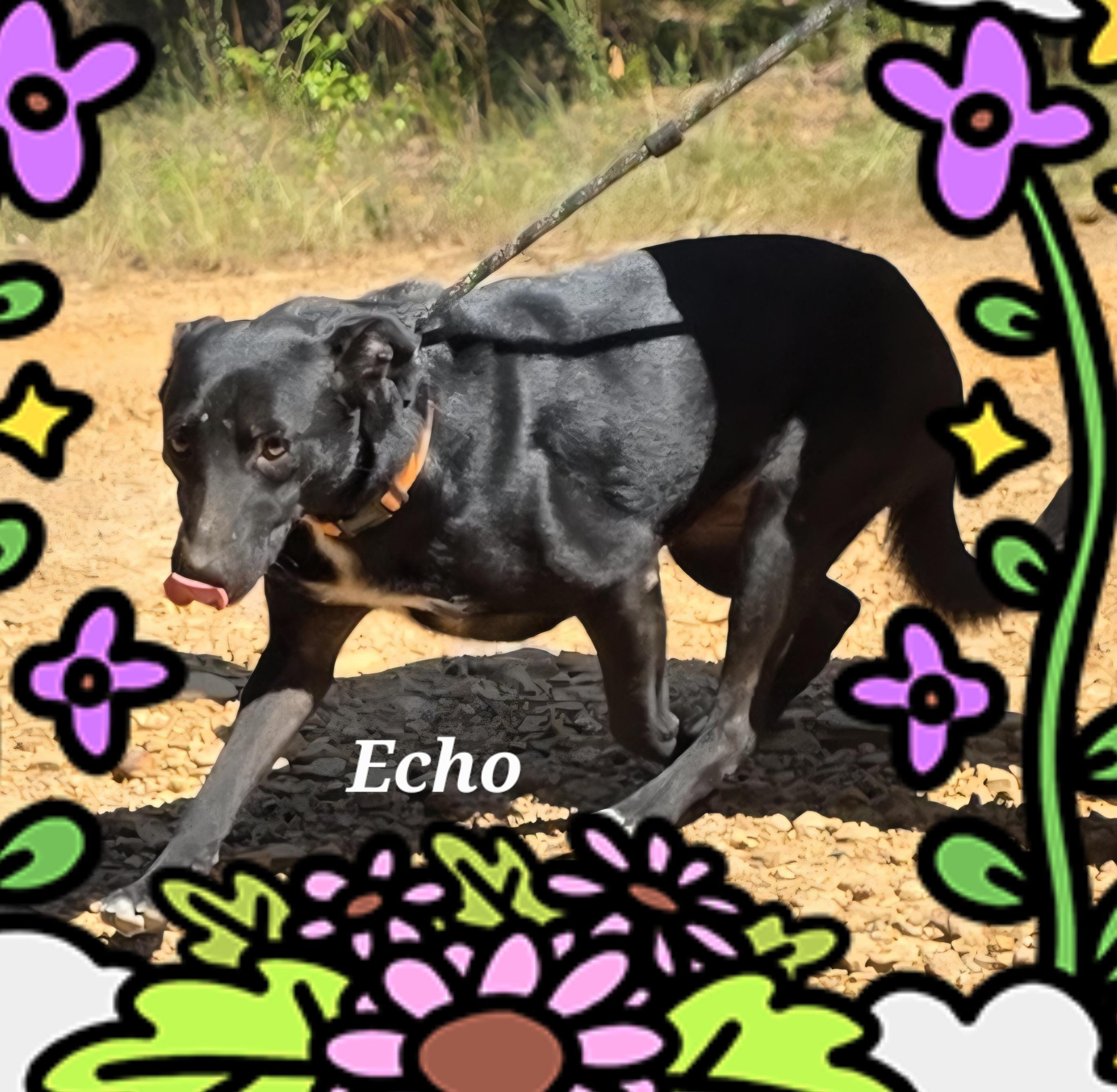 Echo