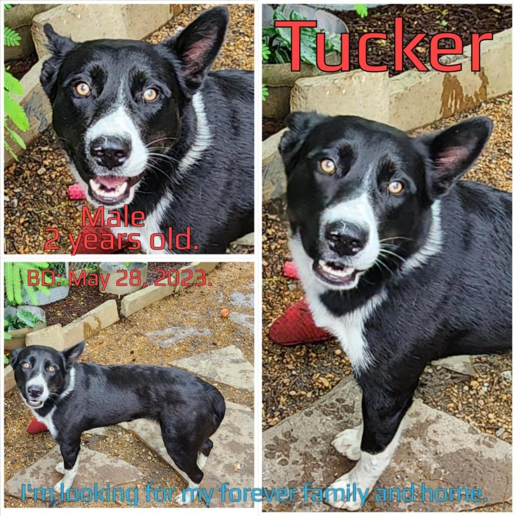 Tucker