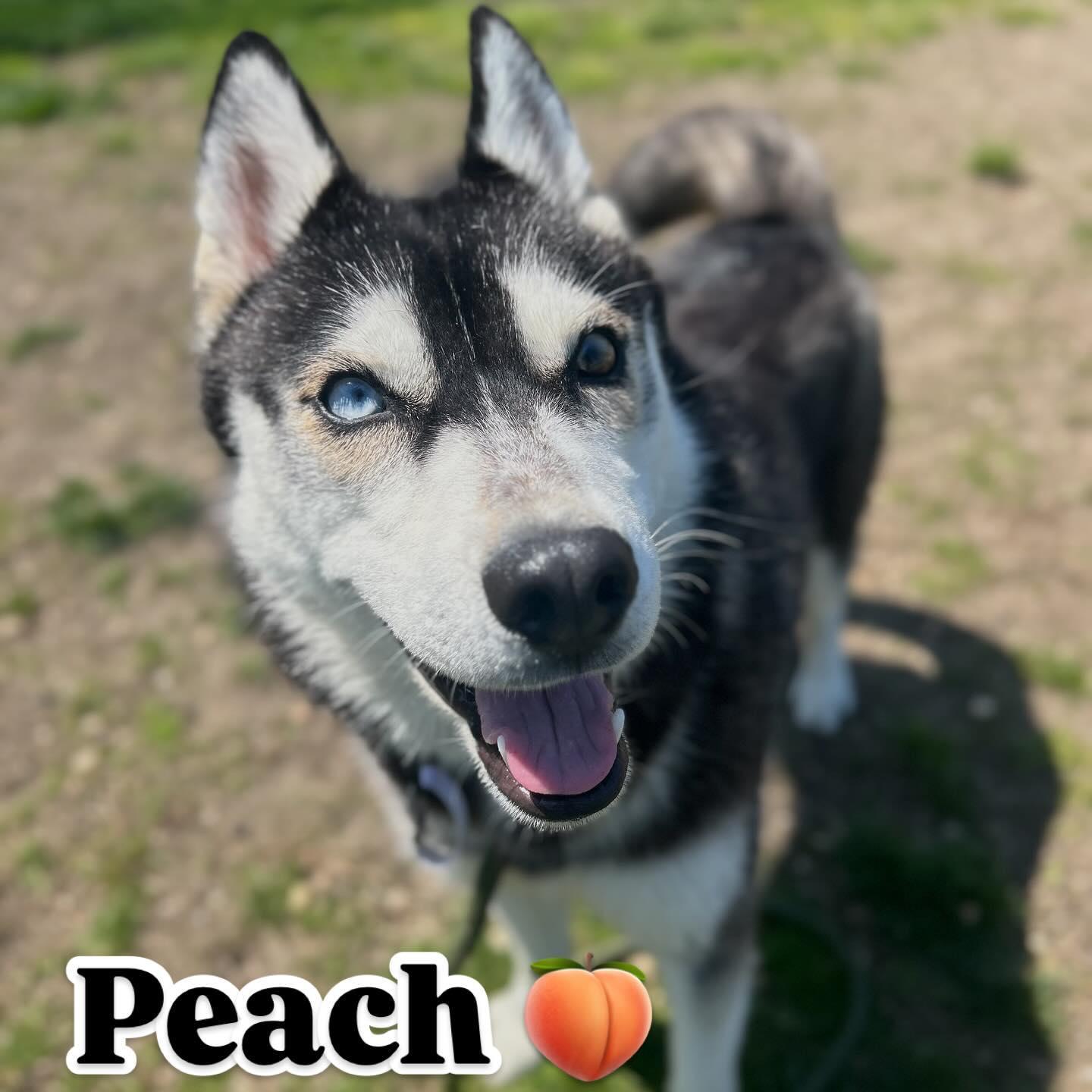 Peach Tag