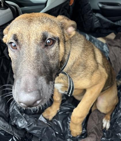 A young medium-sized female Mixed Breed dog named Milan for adoption in Chamblee, GA