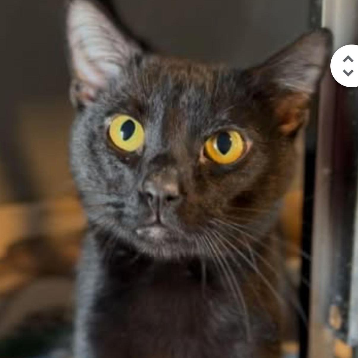 Tom An Amazing Cat!!!