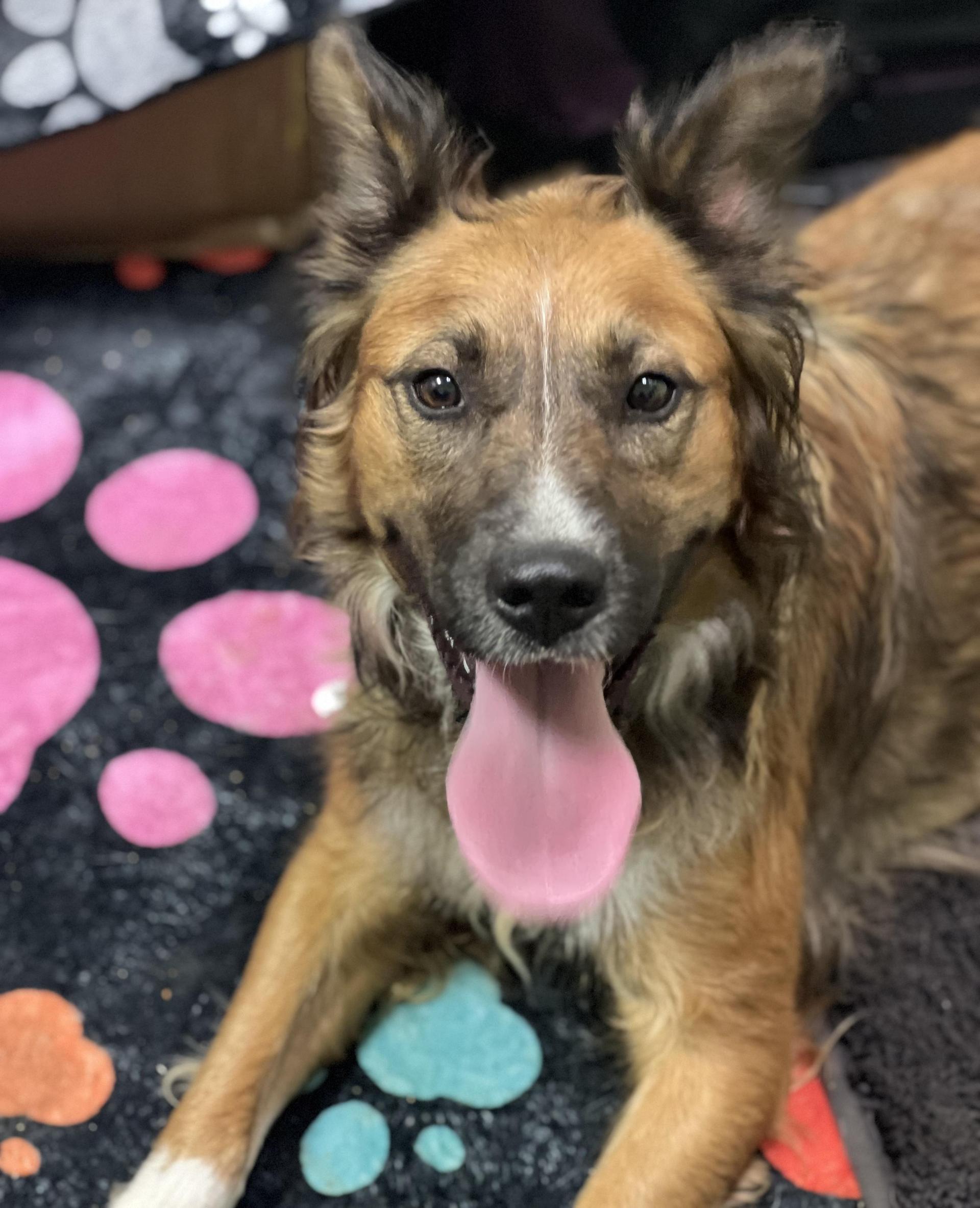 An adult medium-sized female Bicolor Australian Shepherd dog named Roberta for adoption in Canyon, TX