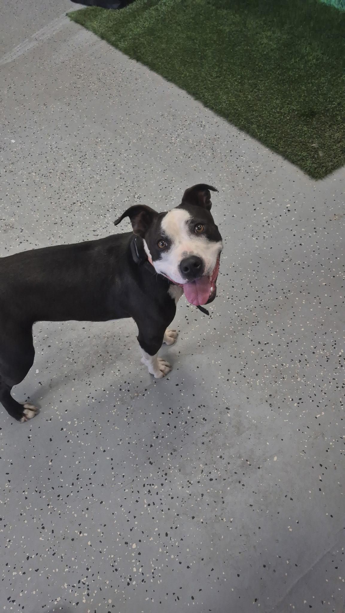 An adult medium-sized female Black Mixed Breed dog named Mollie for adoption in Canyon, TX