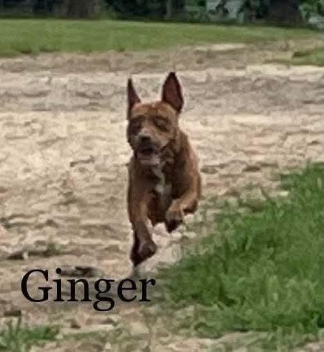 Ginger