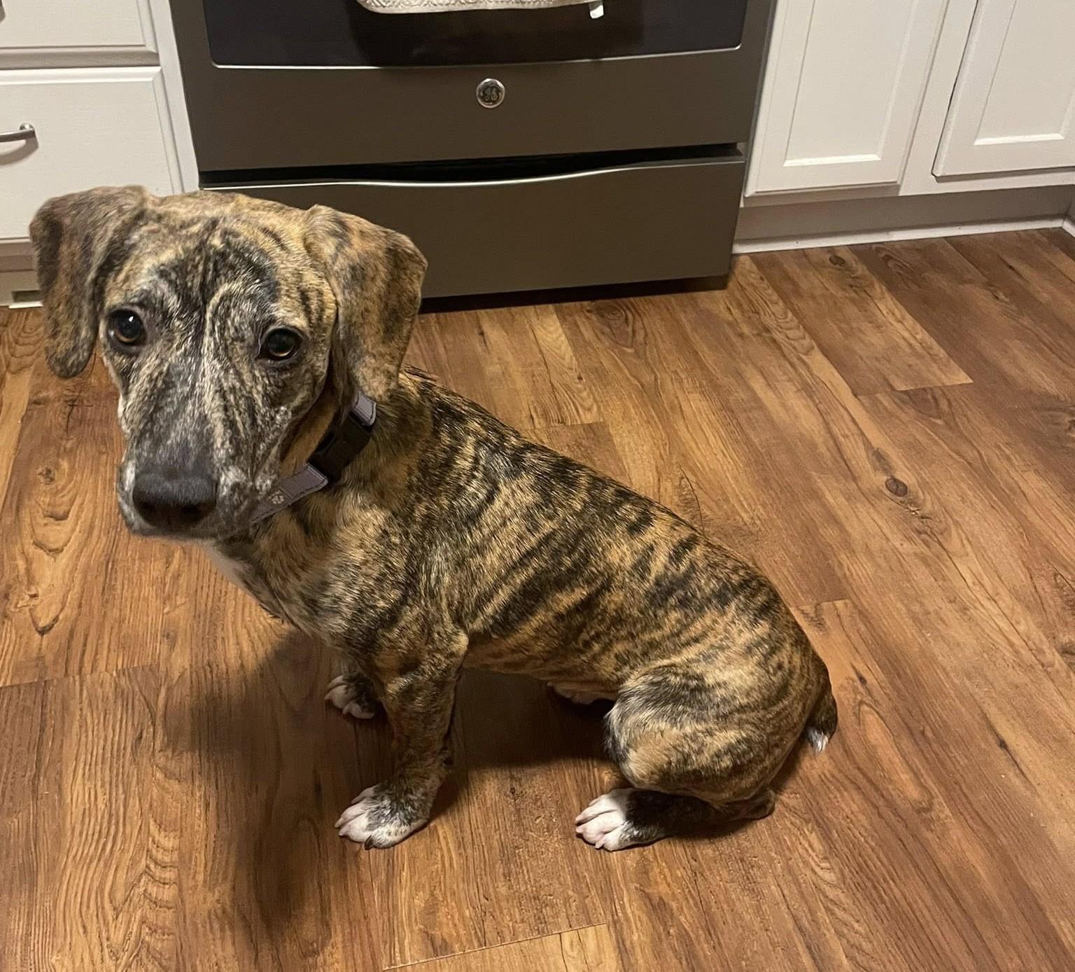 Gloria The Beautiful Brindle