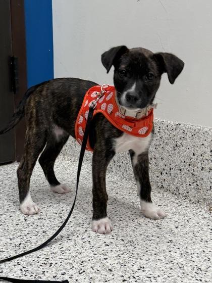 A baby small-sized female Mixed Breed dog named Strawberry Shortcake for adoption in Atlanta, GA