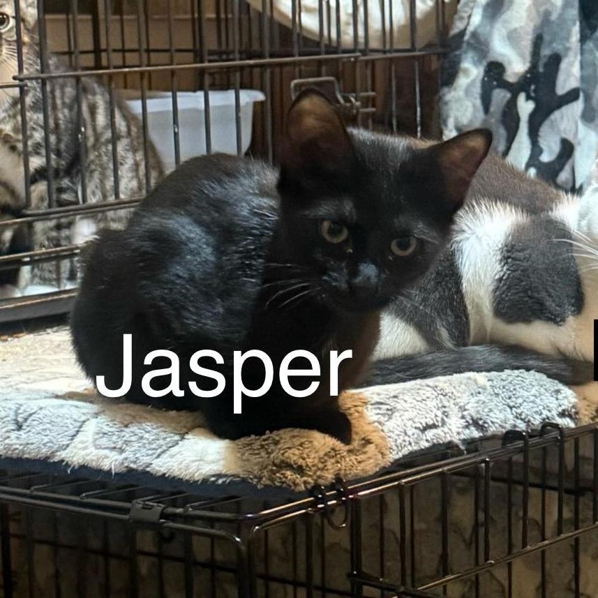 Jasper
