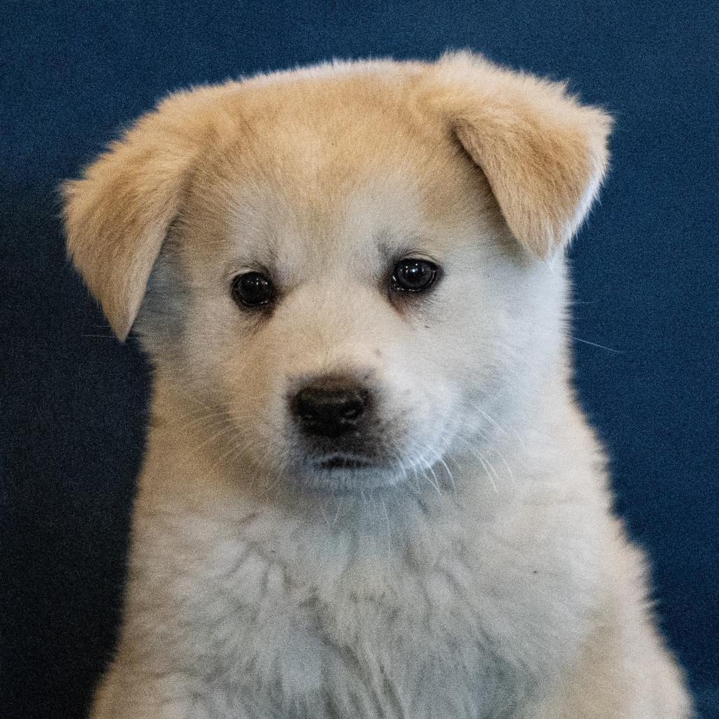 Fluffy Puppy: Fern photo 1