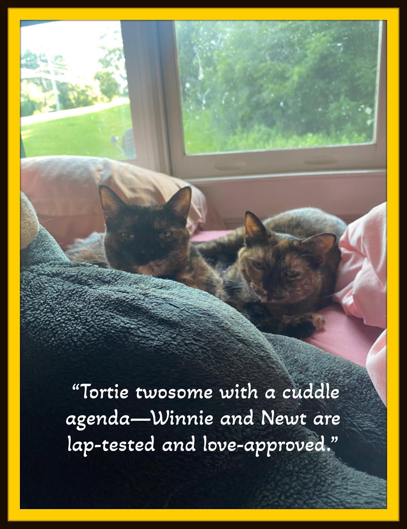 “tortie Twosome With A