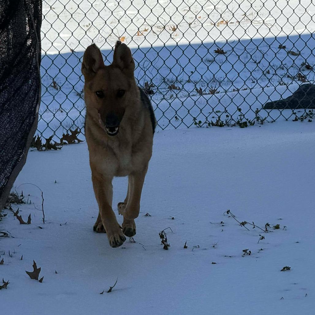 Grandmother Willow photo 1