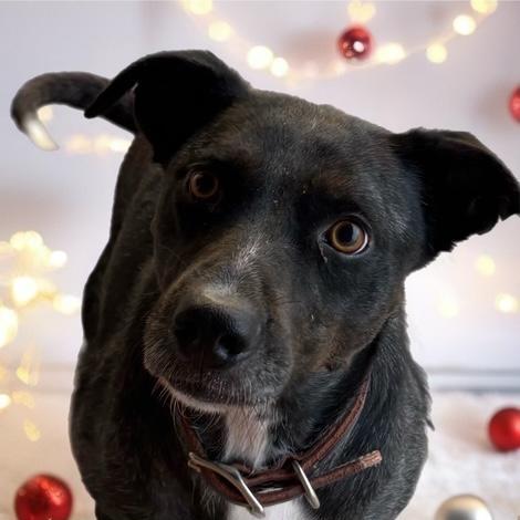 An adult medium-sized female Black Labrador Retriever dog named Kearney for adoption in Quitman, TX