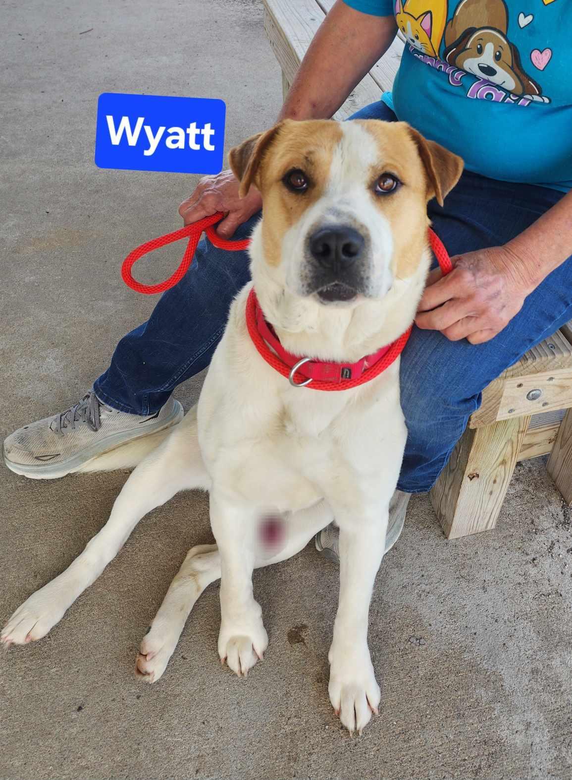 Wyatt