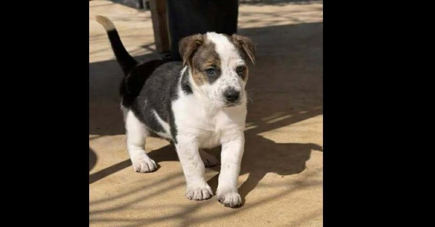 Down Under Pups: Tim