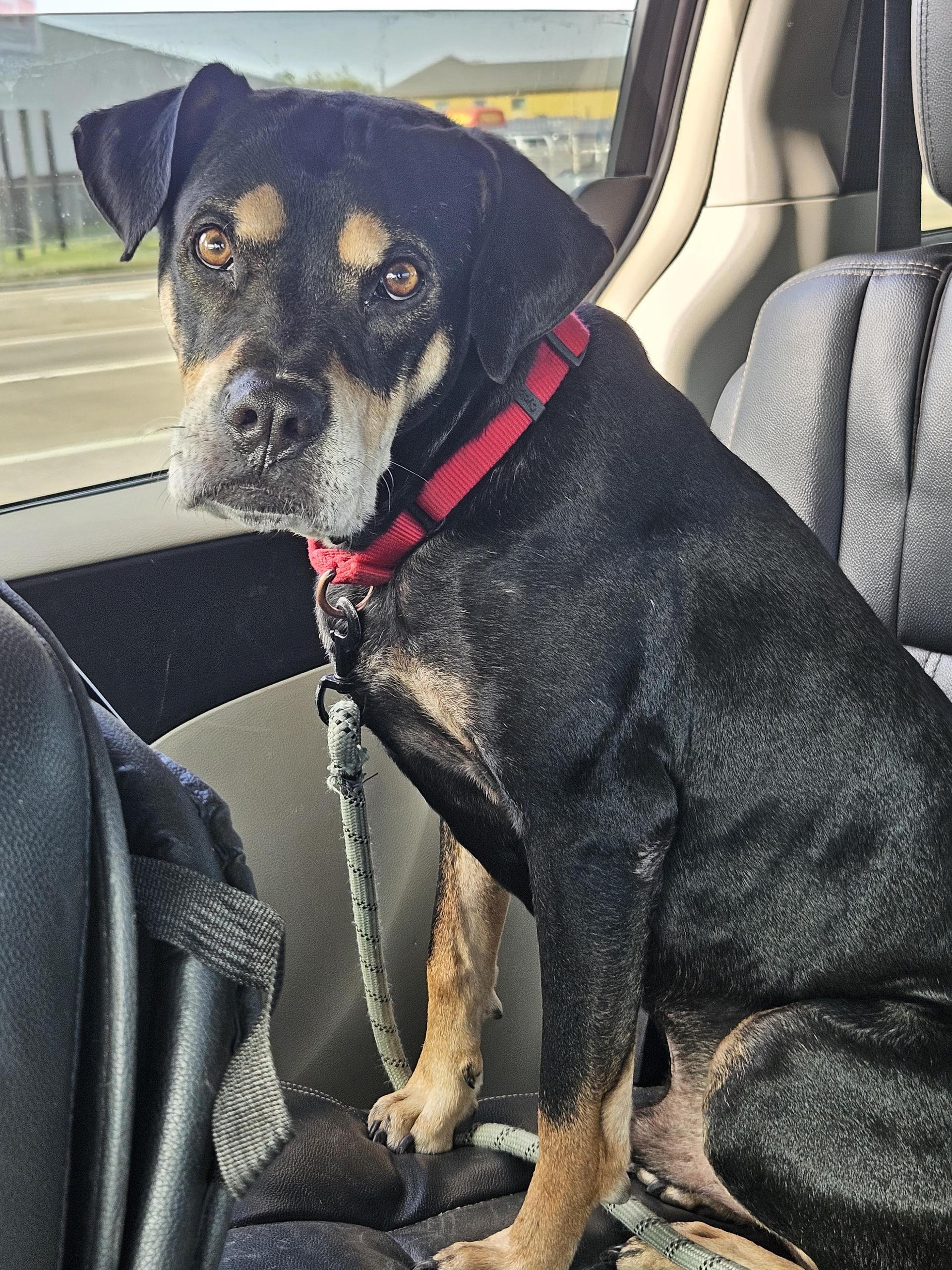 An adult large-sized male Tricolor (Brown, Black, & White) Boxer dog named Paco for adoption in Dickinson, TX