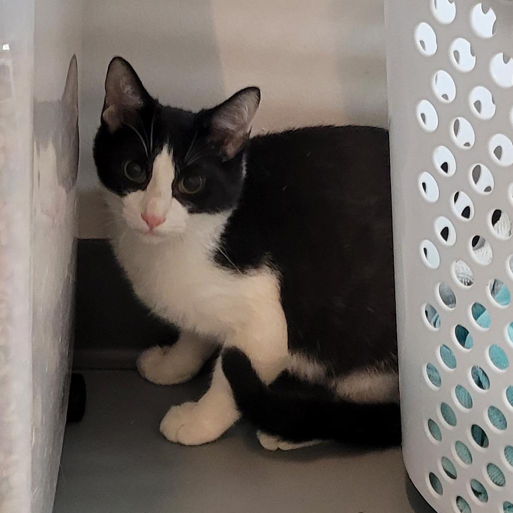 Rascal @pawz Pet Cafe