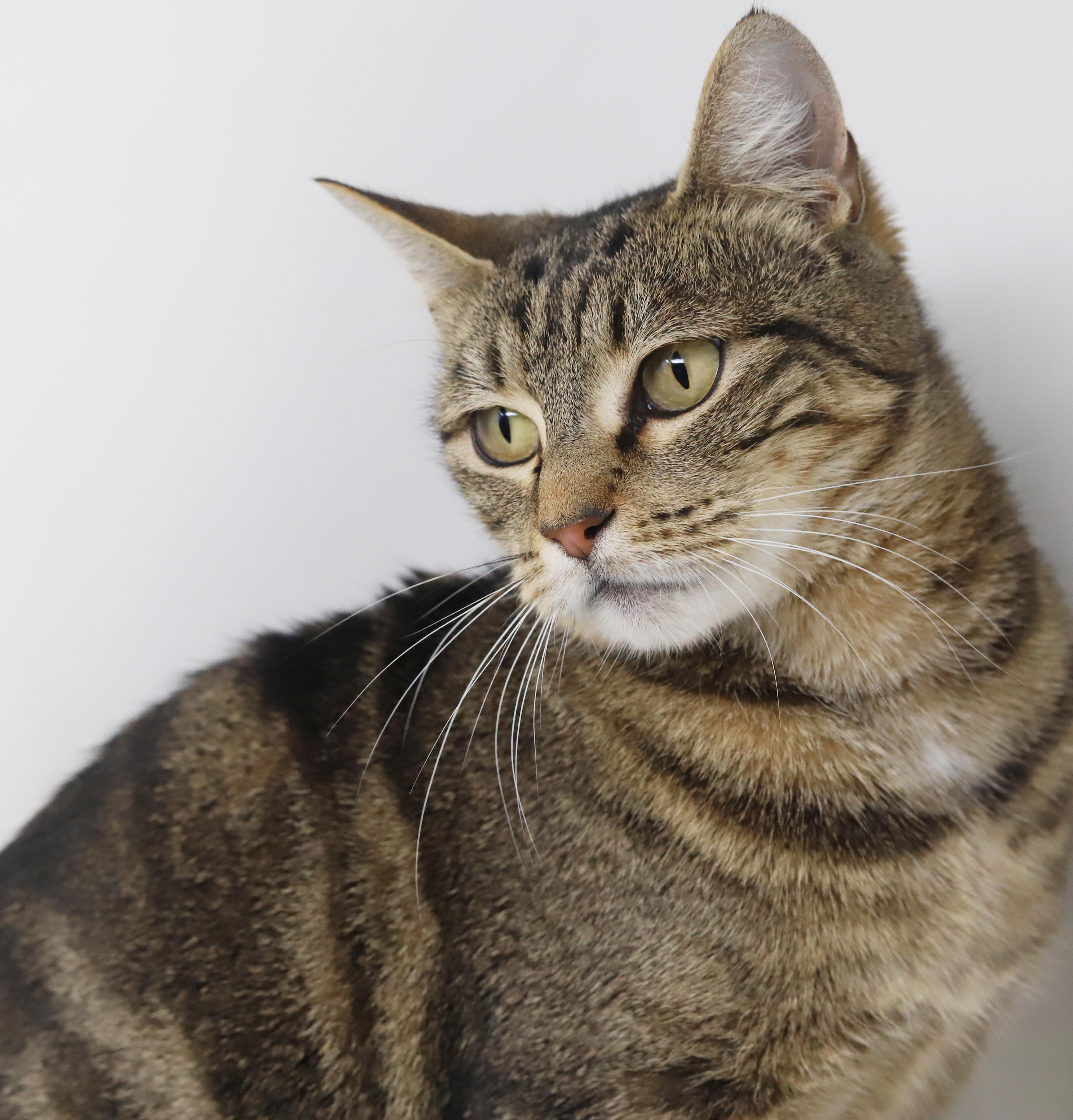 Meowtini Is Our Diva