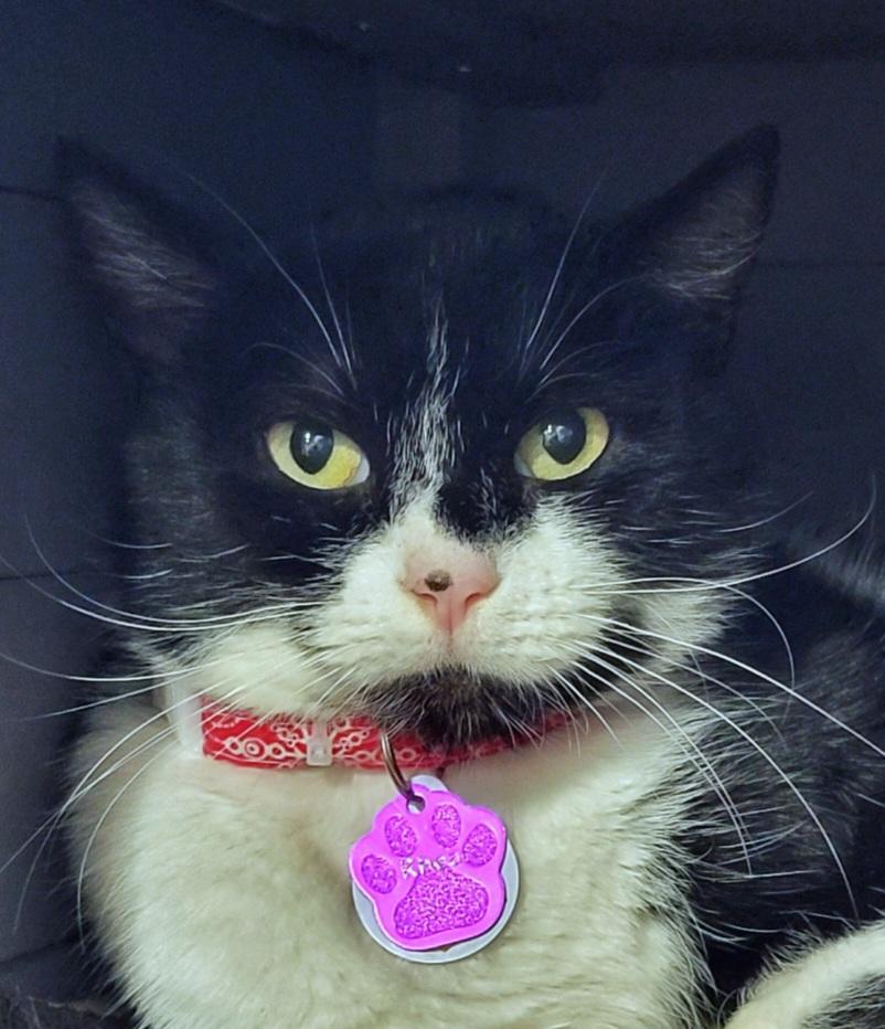 Rhea Purrmanent Resident