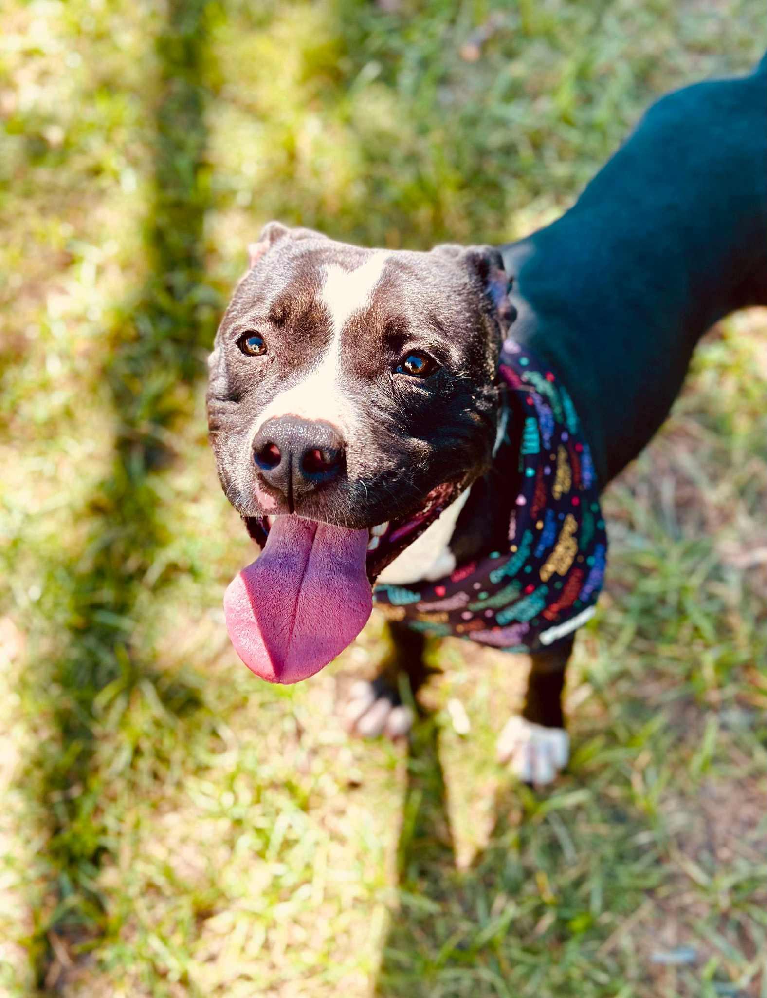 An adult medium-sized female Black Pit Bull Terrier dog named Pepper for adoption in Houston, TX