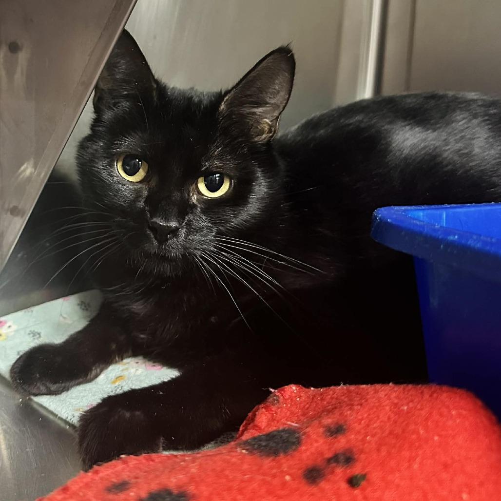 A young medium-sized female Black Domestic Short Hair cat named Willow Sullivan Petsense for adoption in Union, MO