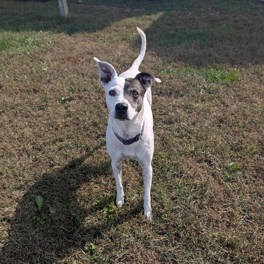 An adult medium-sized female White / Cream Terrier dog named Ella for adoption in Jasper, IN