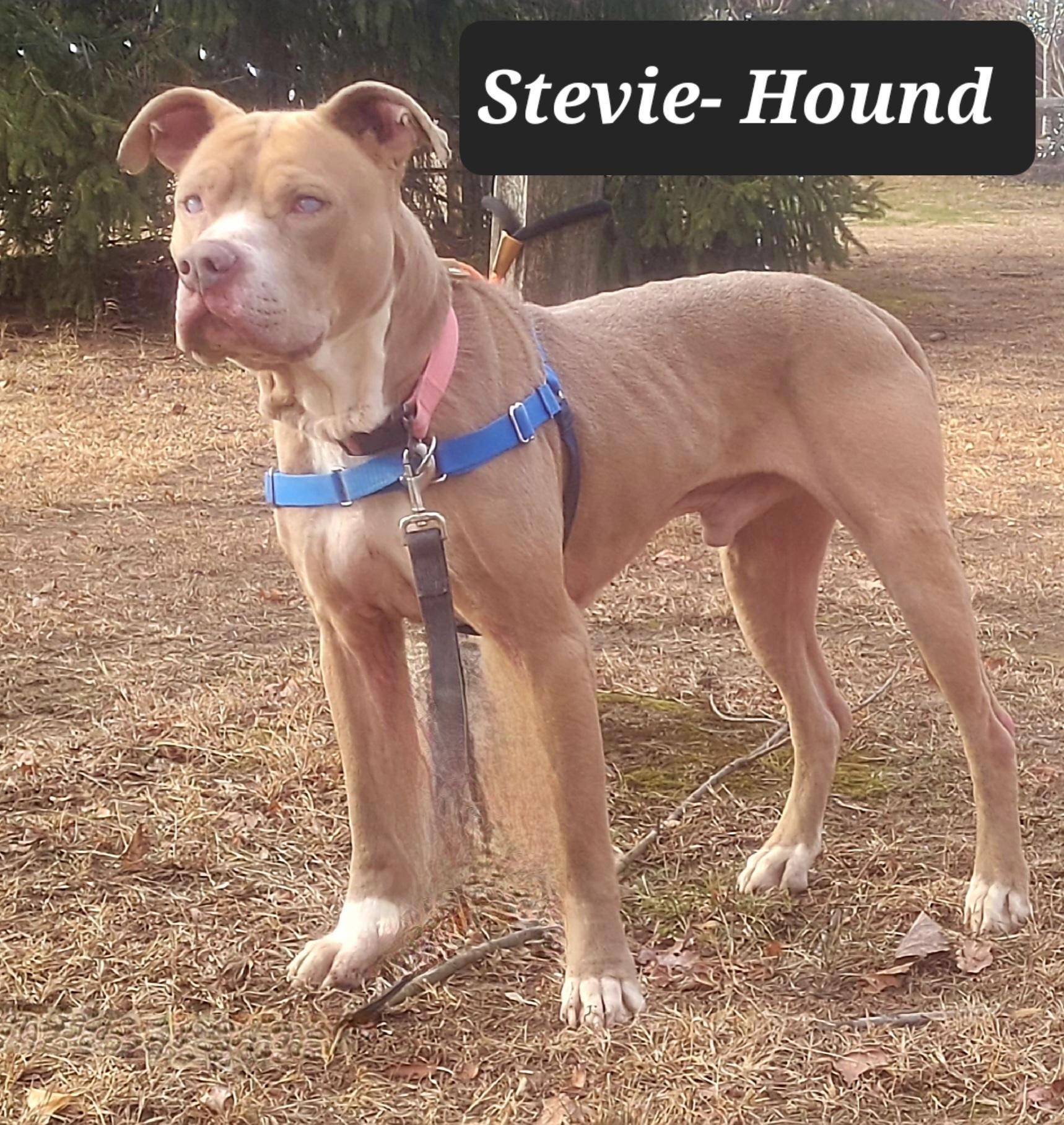 Stevie Urgent