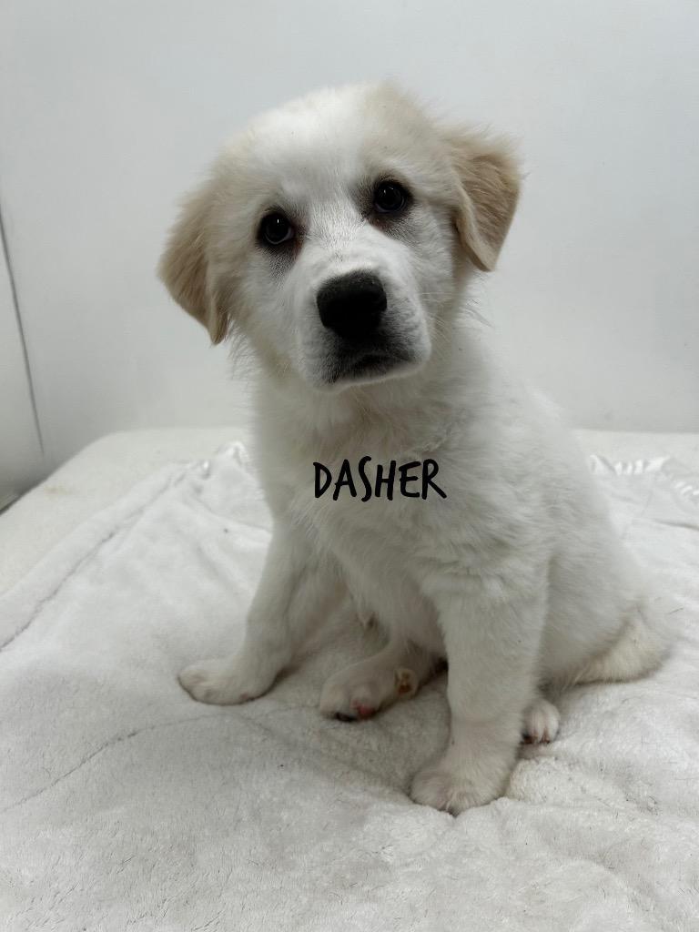 Dasher