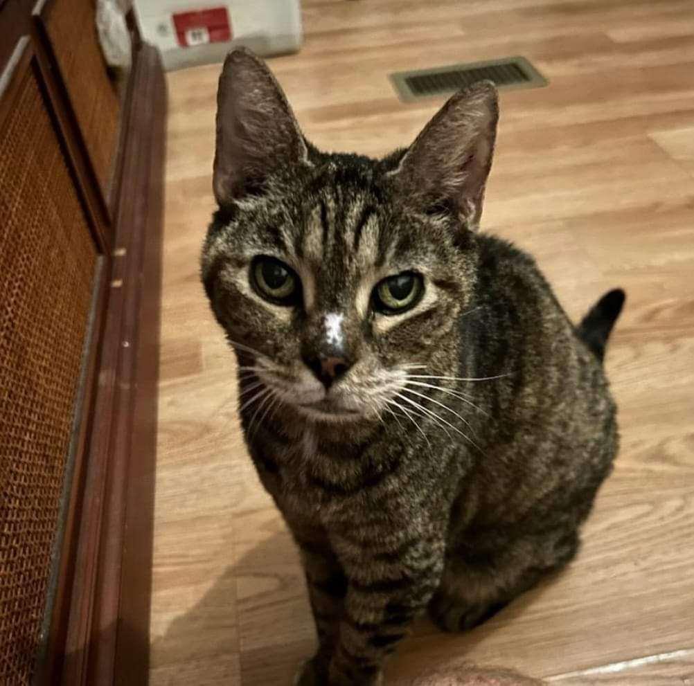 A senior large-sized female Domestic Short Hair cat named Stephanie for adoption in Weston, FL