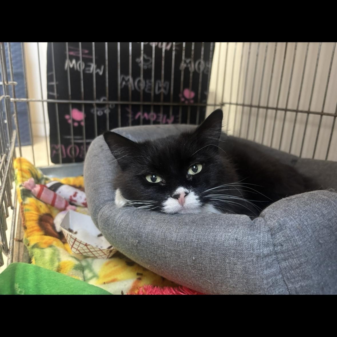 Kaiya Miss Independent