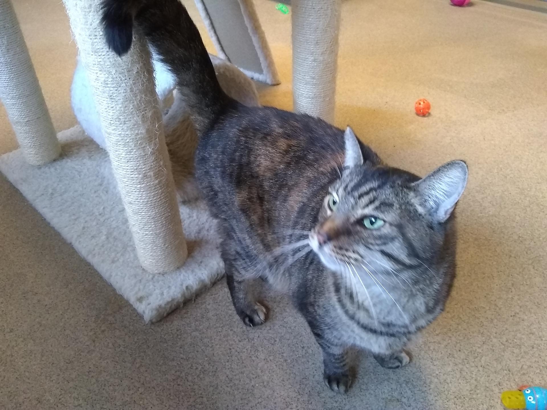 A senior medium-sized female Tabby (Tiger Striped) Tiger cat named Evie for adoption in Springfield, OH