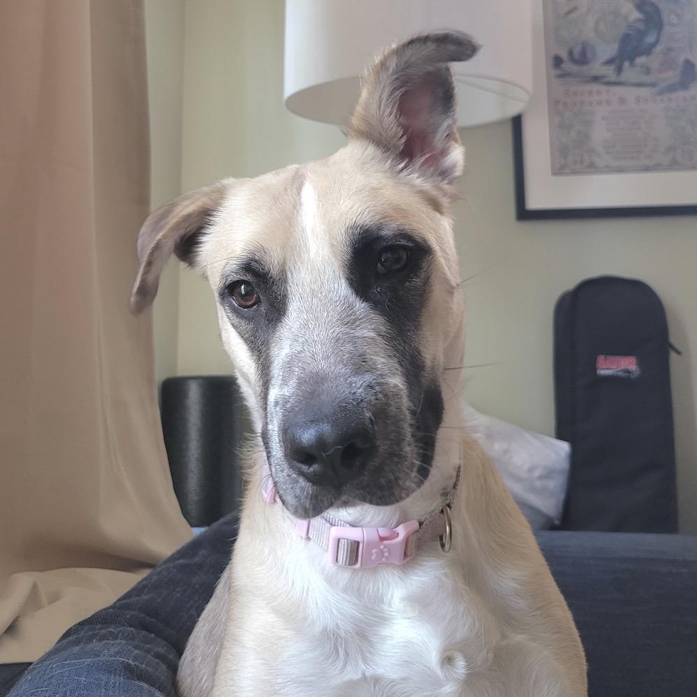 Lady Dogiva Now Cookie