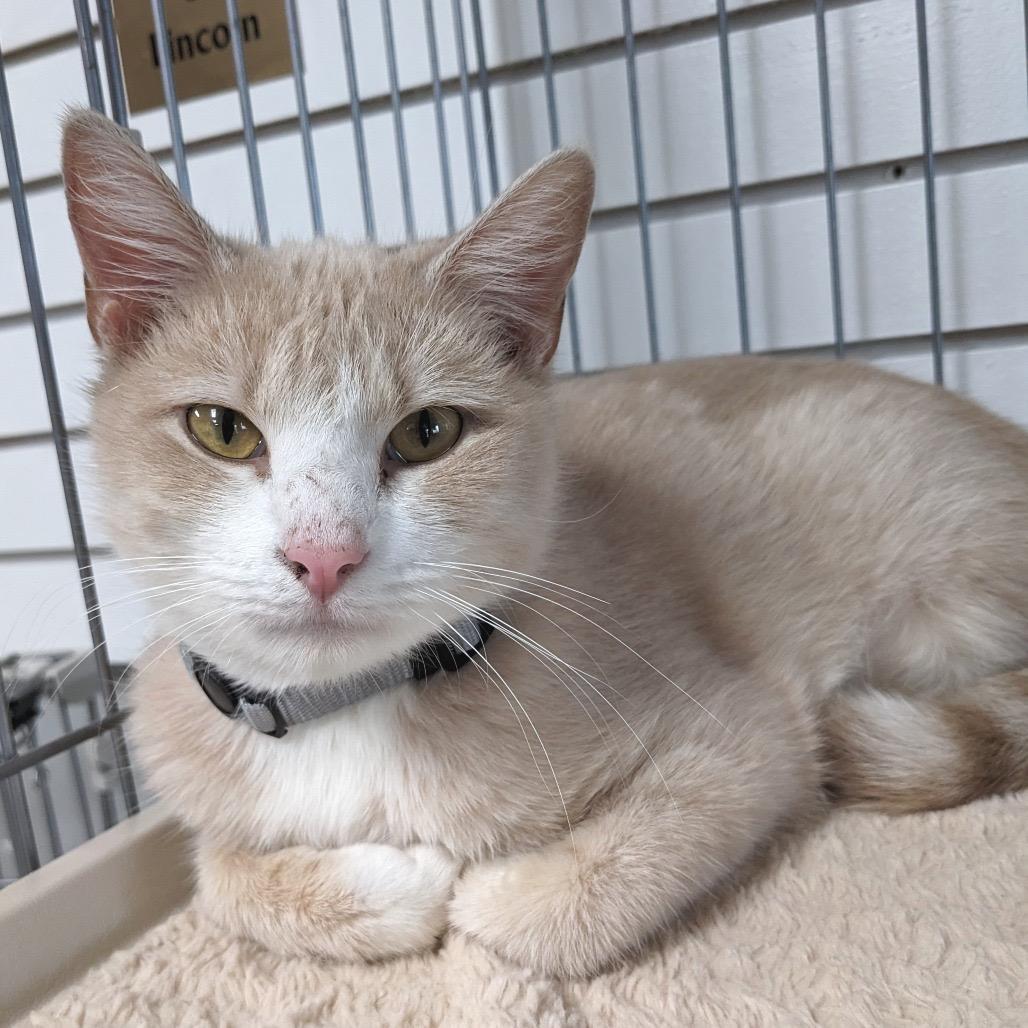 An adult medium-sized female Buff / Tan / Fawn Domestic Short Hair cat named Noel Sullivan Petsense for adoption in Union, MO