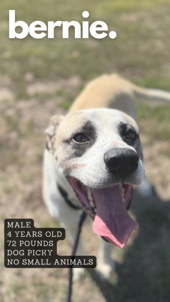 Bernie