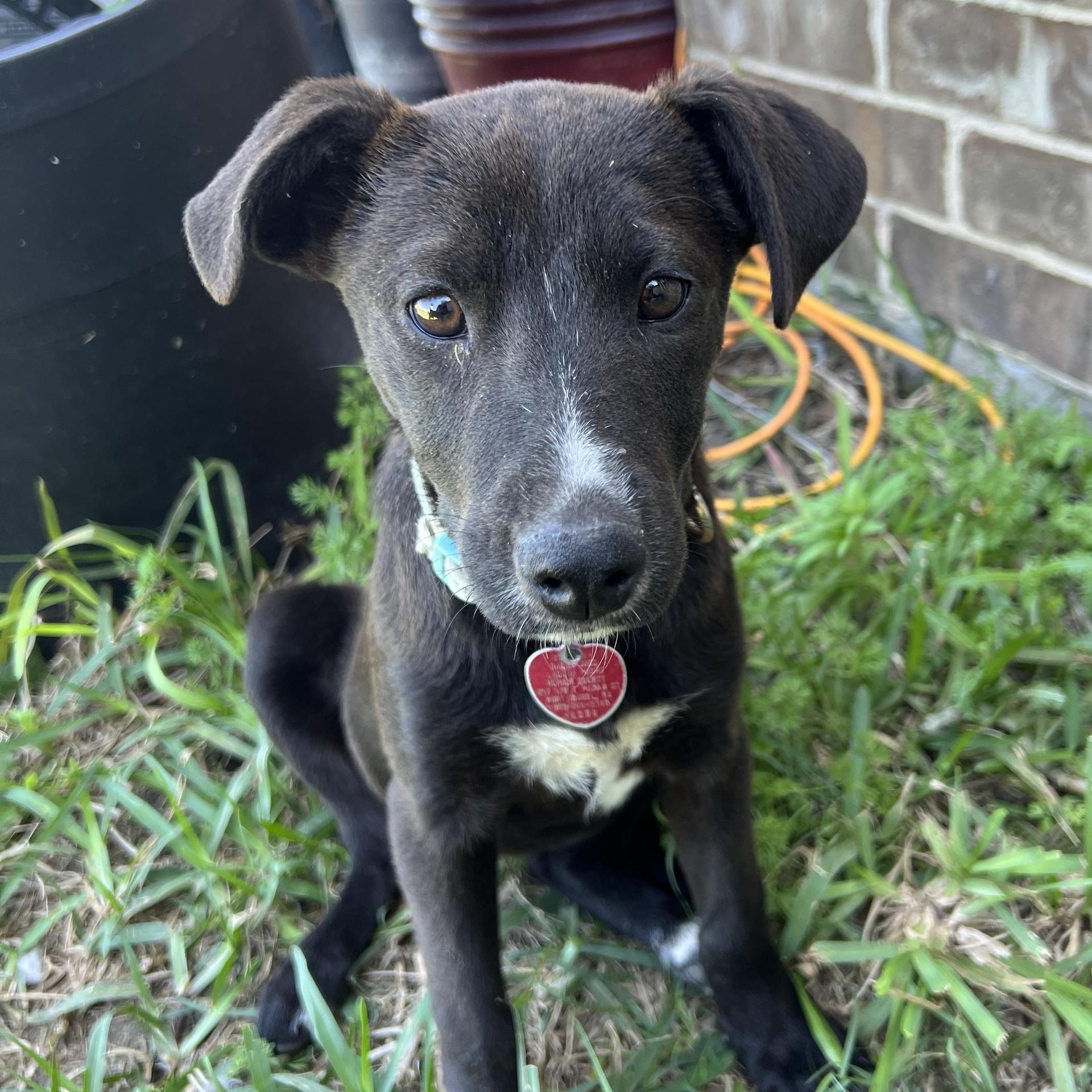 A baby medium-sized female Labrador Retriever dog named Becky for adoption in Harlingen, TX