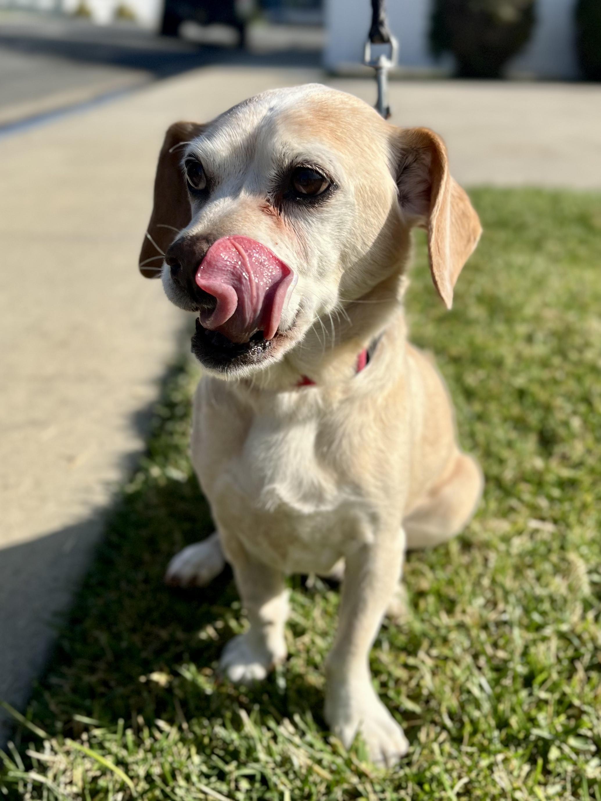 Dumbo + Butterscotch