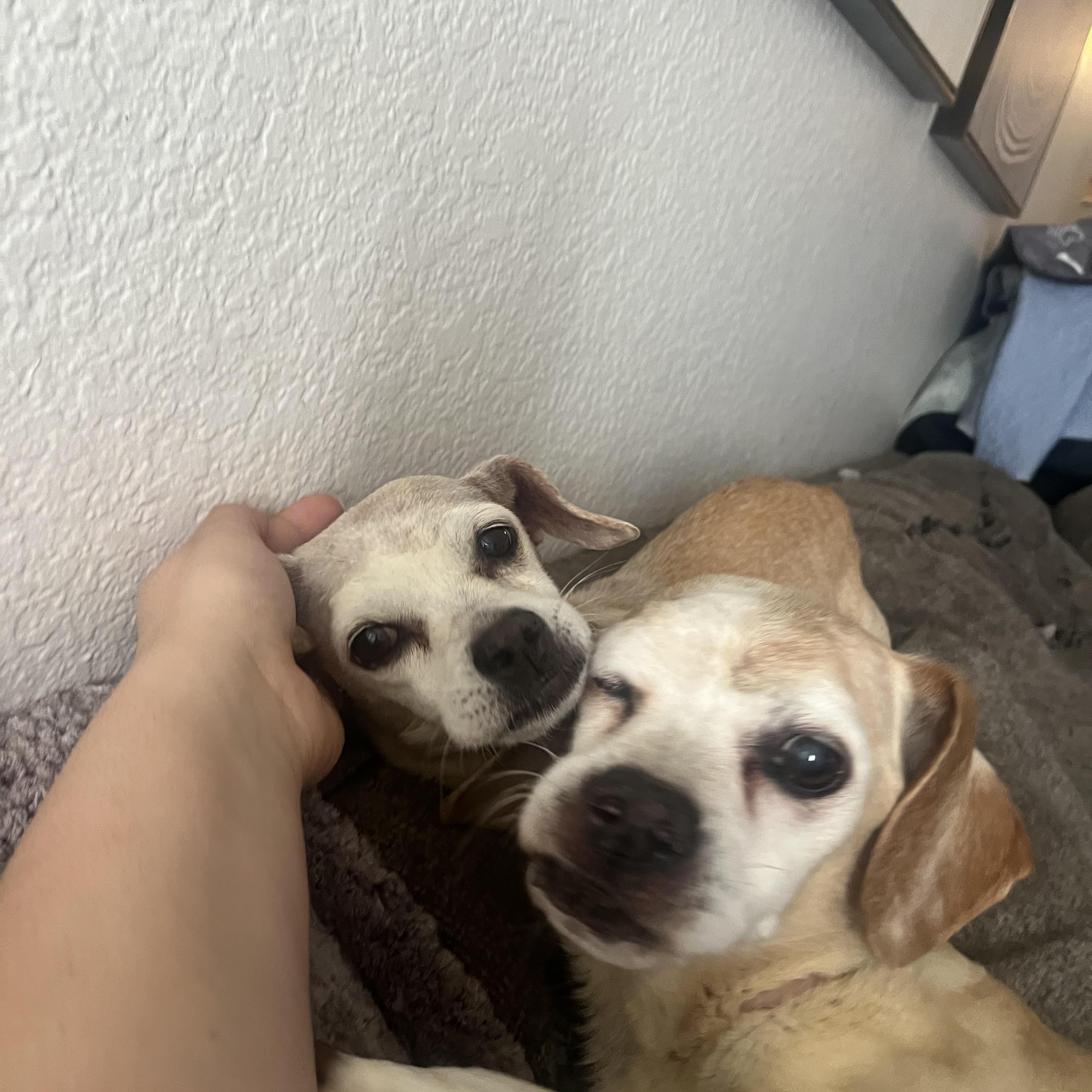 Dumbo + Butterscotch