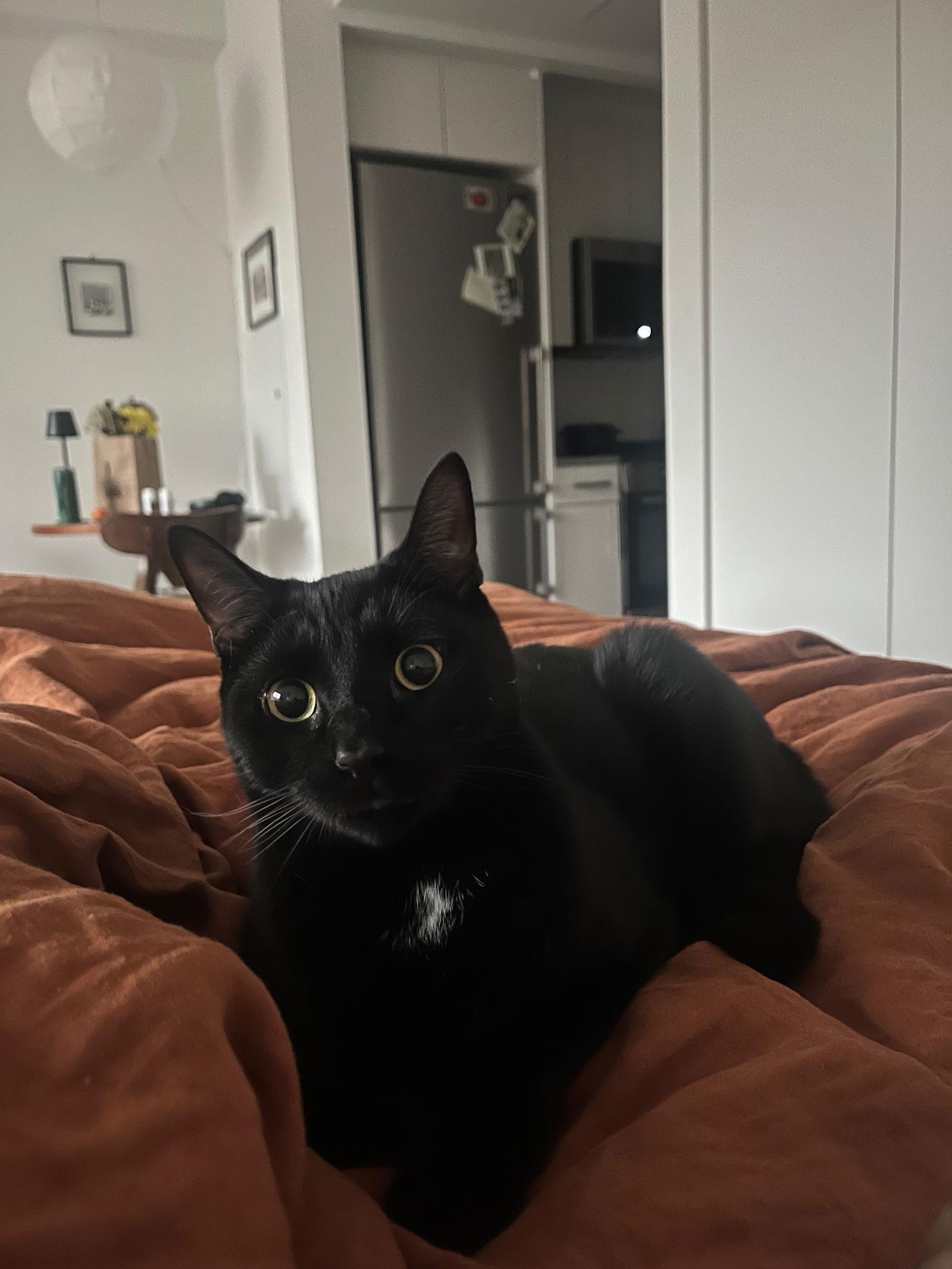 Frank Aka Black Panther