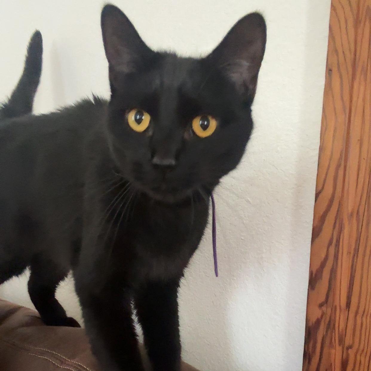 An adult medium-sized female Black Domestic Short Hair cat named Bela for adoption in Mineral Point, WI