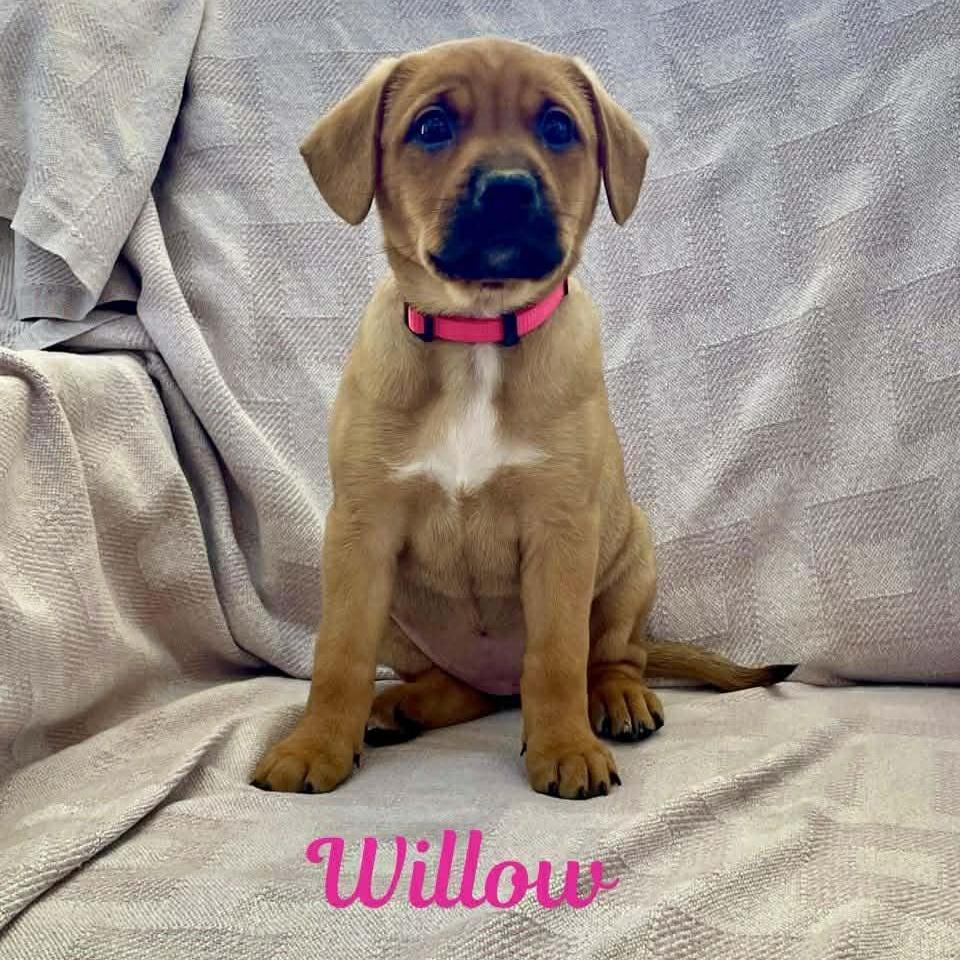 Willow