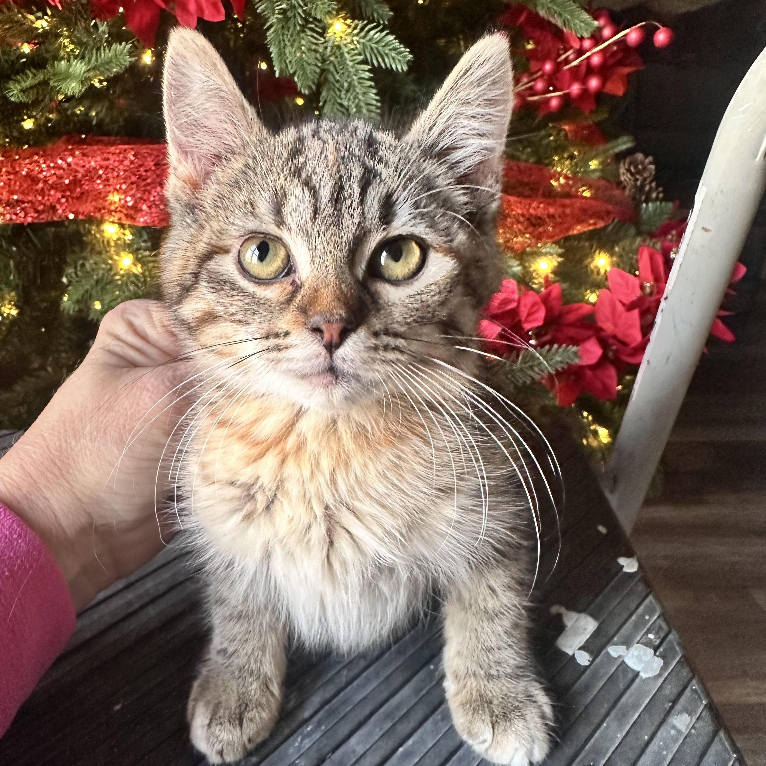 Pumpernickel Bread photo 1