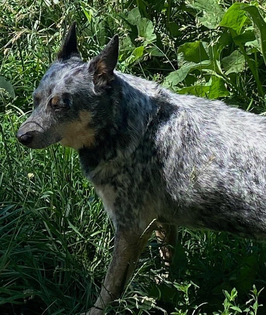 Cattle Dog Aka "cattle