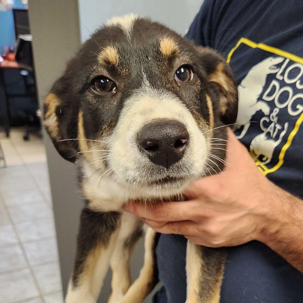 Sweet Tooth Pup: Nutter
