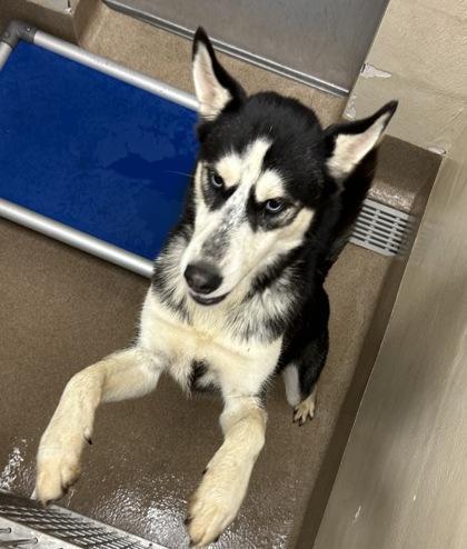 An adult large-sized male Mixed Breed dog named Kyle Petty for adoption in Chamblee, GA