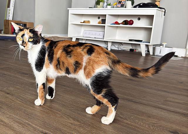A young medium-sized female Domestic Short Hair cat named Nana for adoption in Tampa, FL