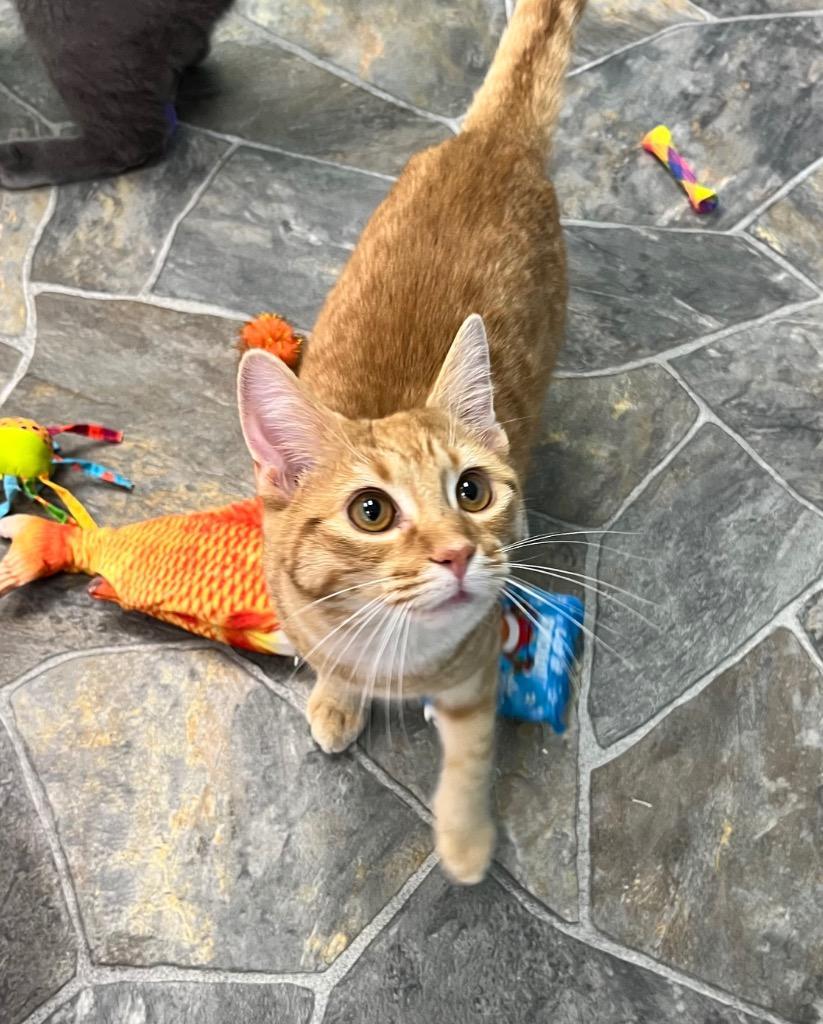 A young small-sized male Domestic Short Hair cat named Truffles for adoption in Shorewood, IL