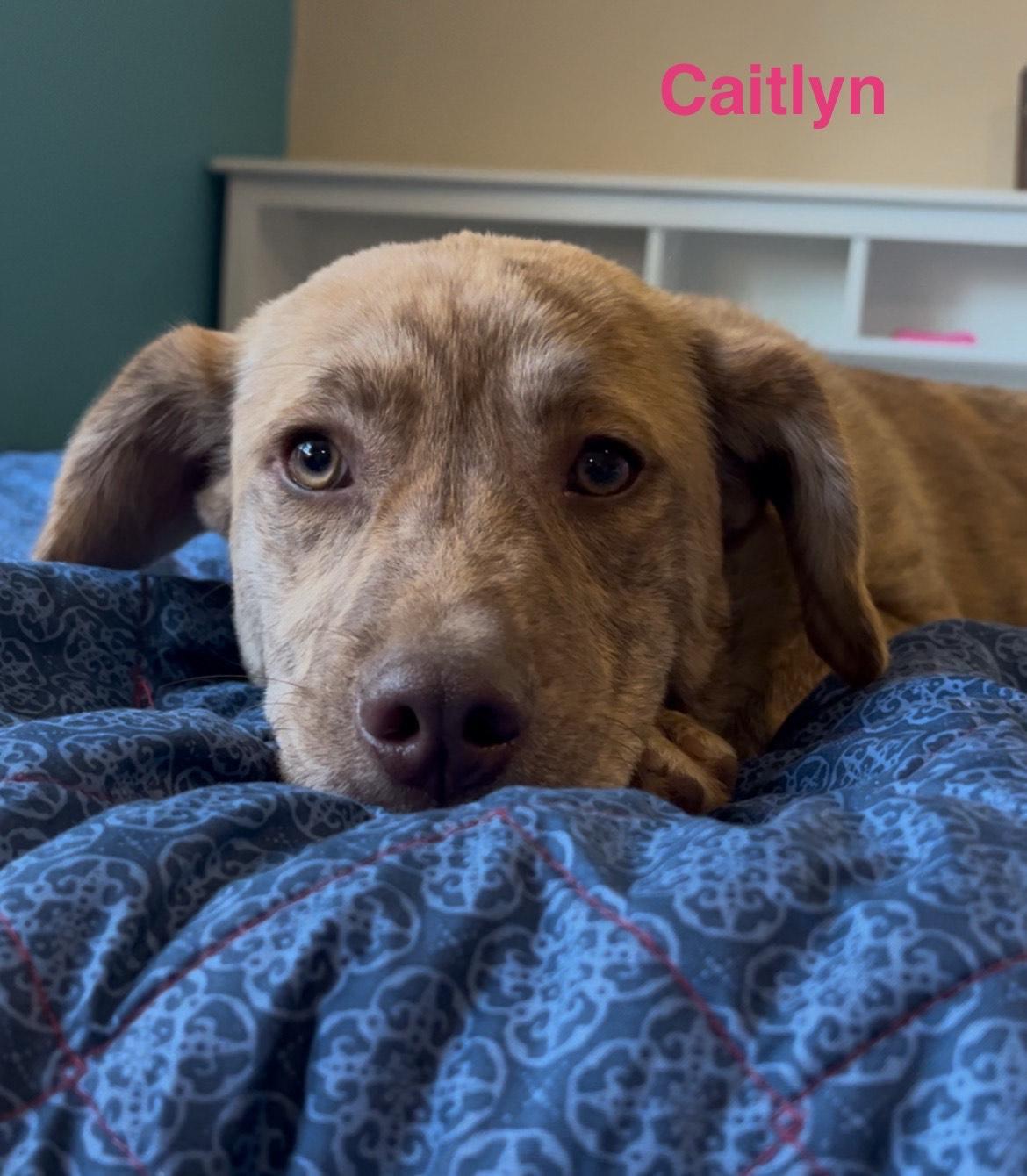 A young medium-sized female Brindle Pit Bull Terrier dog named Caitlyn for adoption in Texarkana, TX