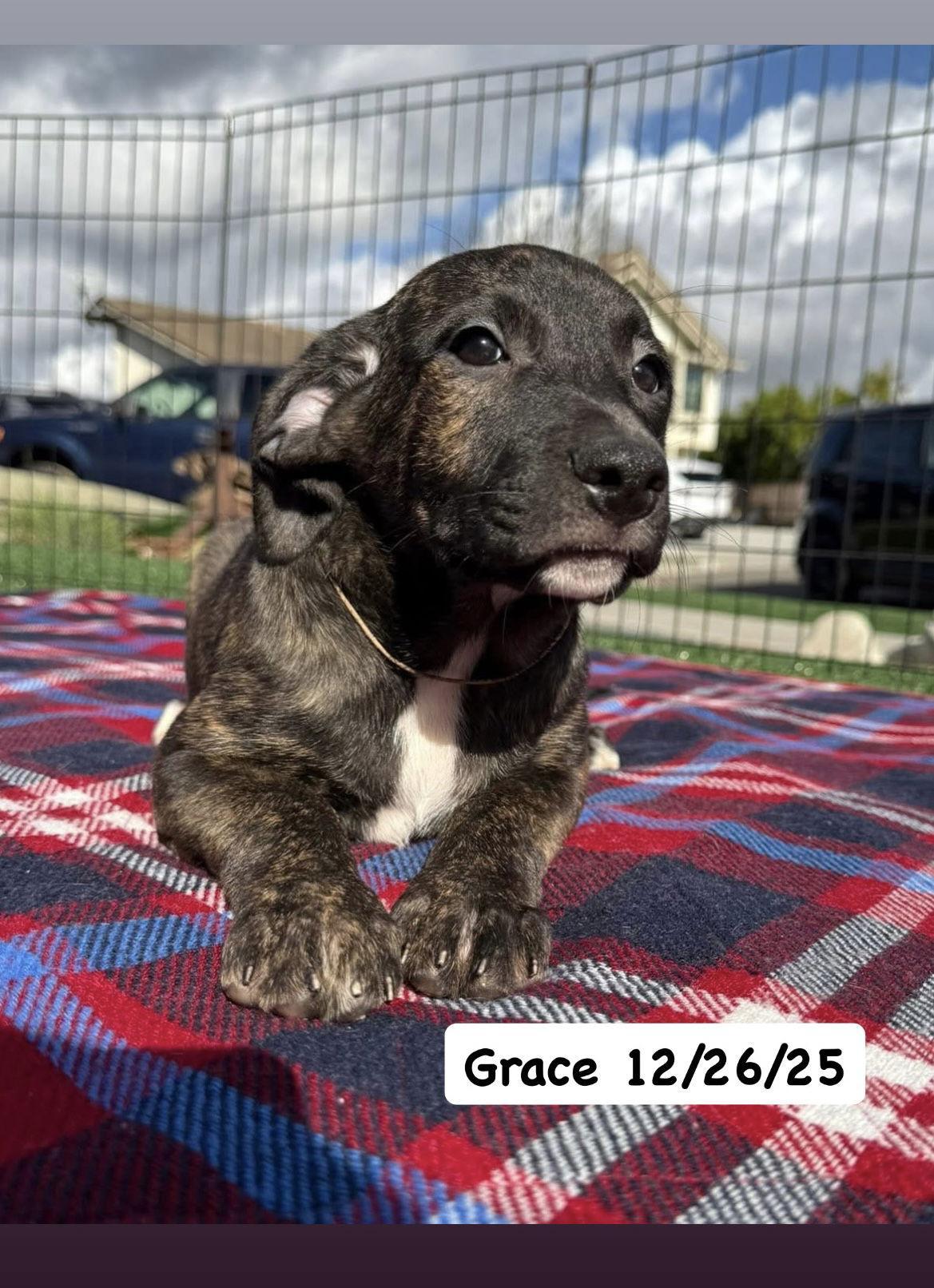 Tallulah's Tinsels Grace