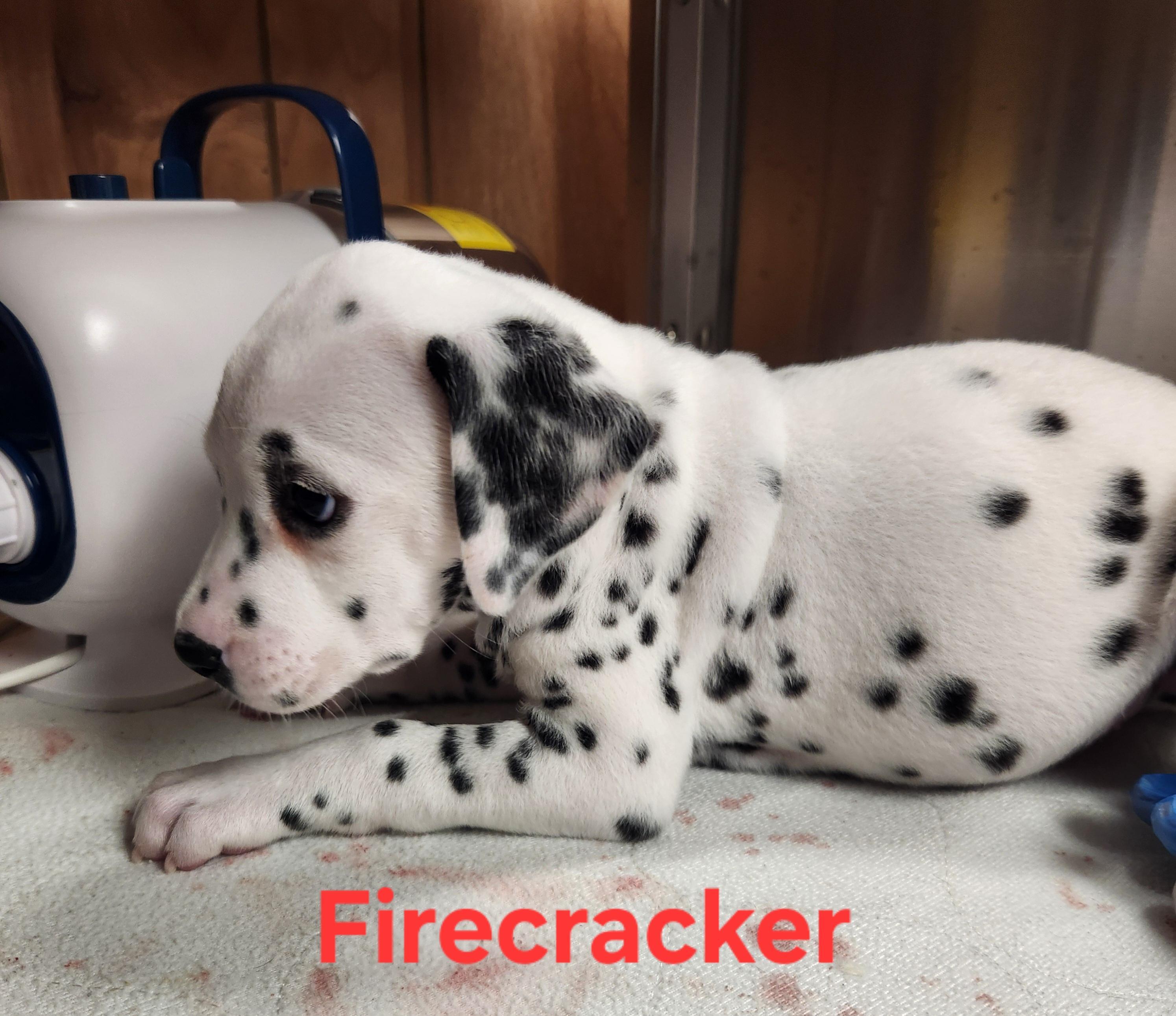 Firecracker