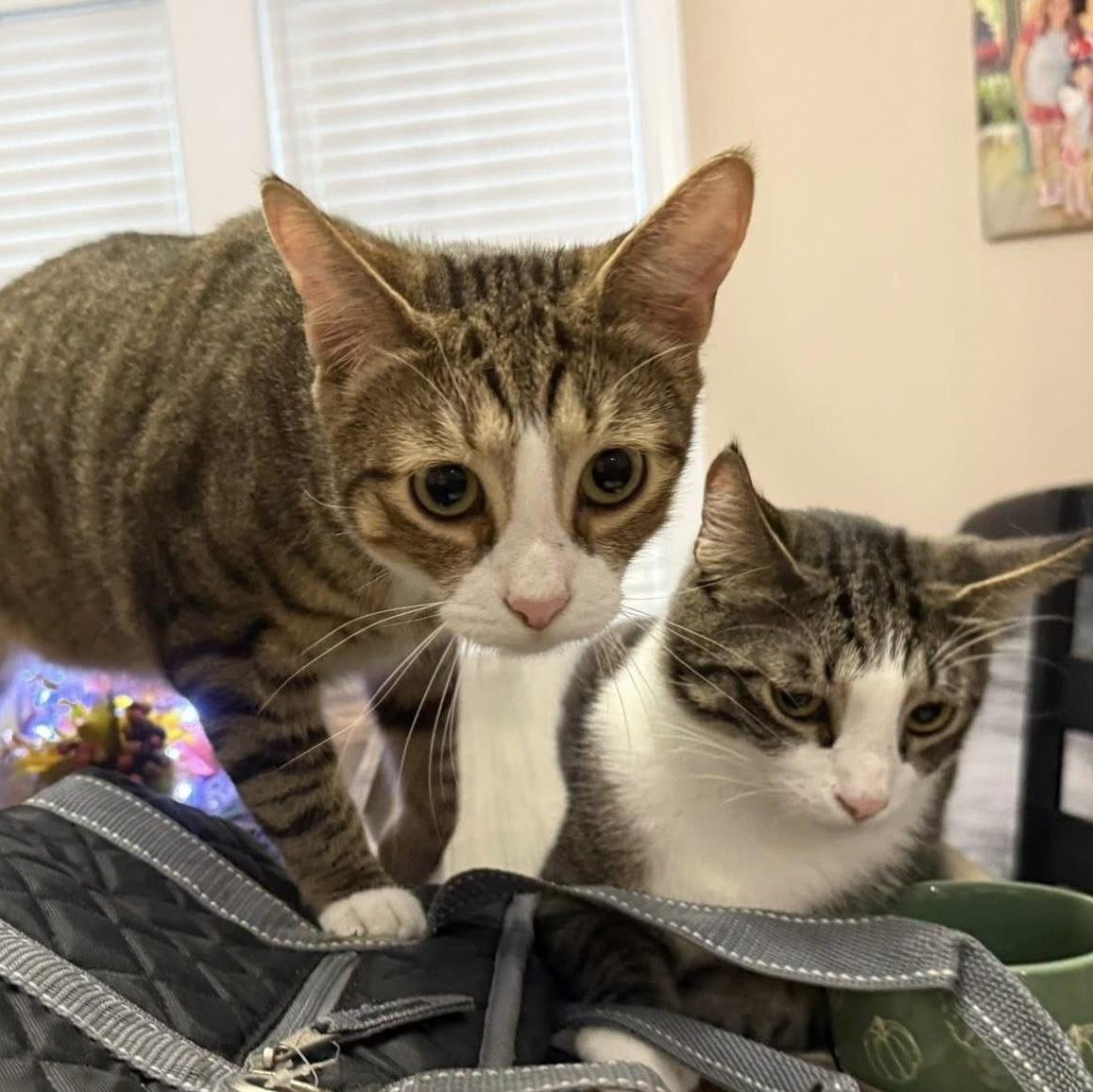 El & Choo Choo photo 1