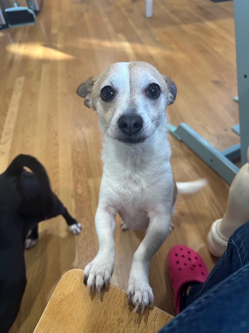 Holly Cuddly Chiweenieterrier